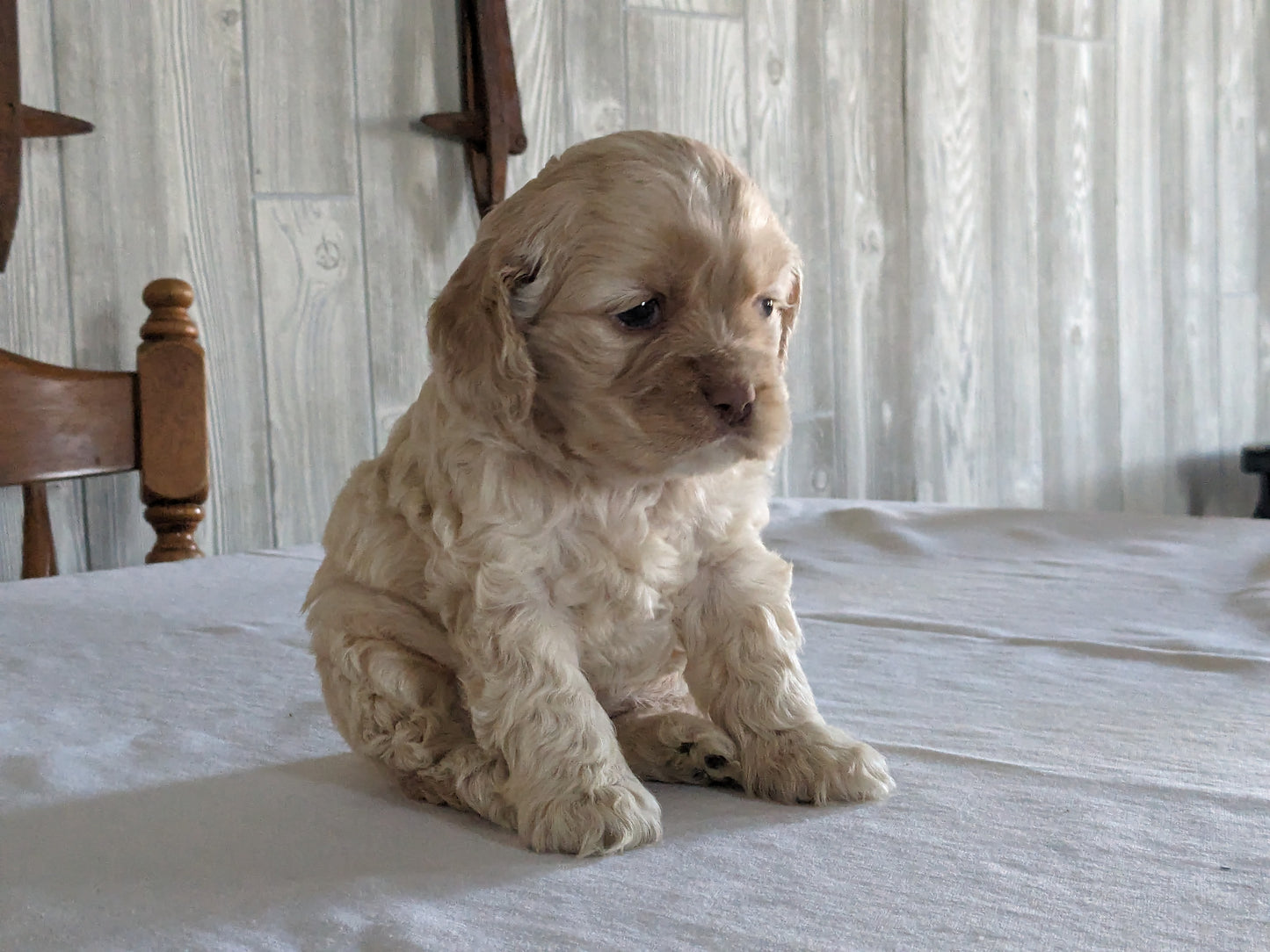 COCKER SPANIEL (12/29/23) FEMALE