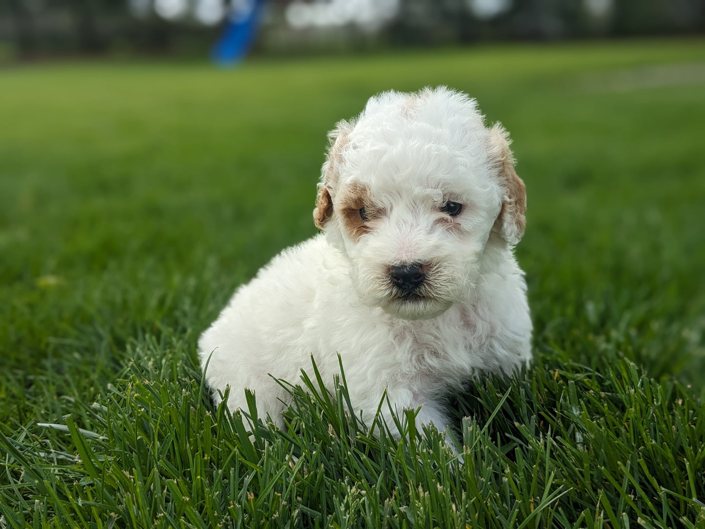 MINI GOLDENDOODLE (03/20) MALE