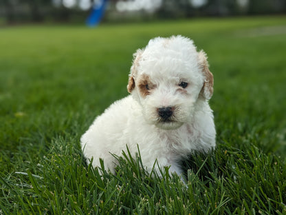 MINI GOLDENDOODLE (03/20) MALE