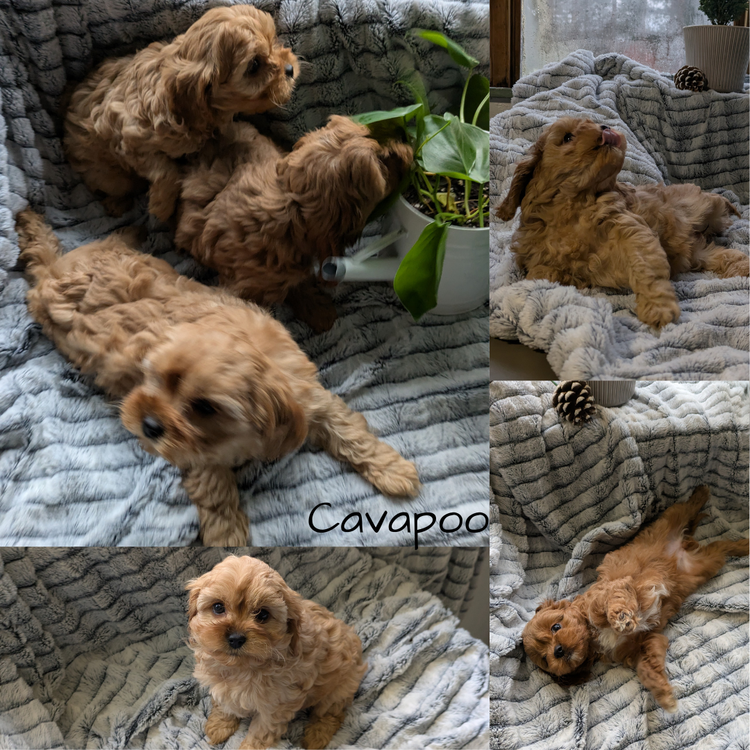 CAVAPOO (11/05) FEMALE