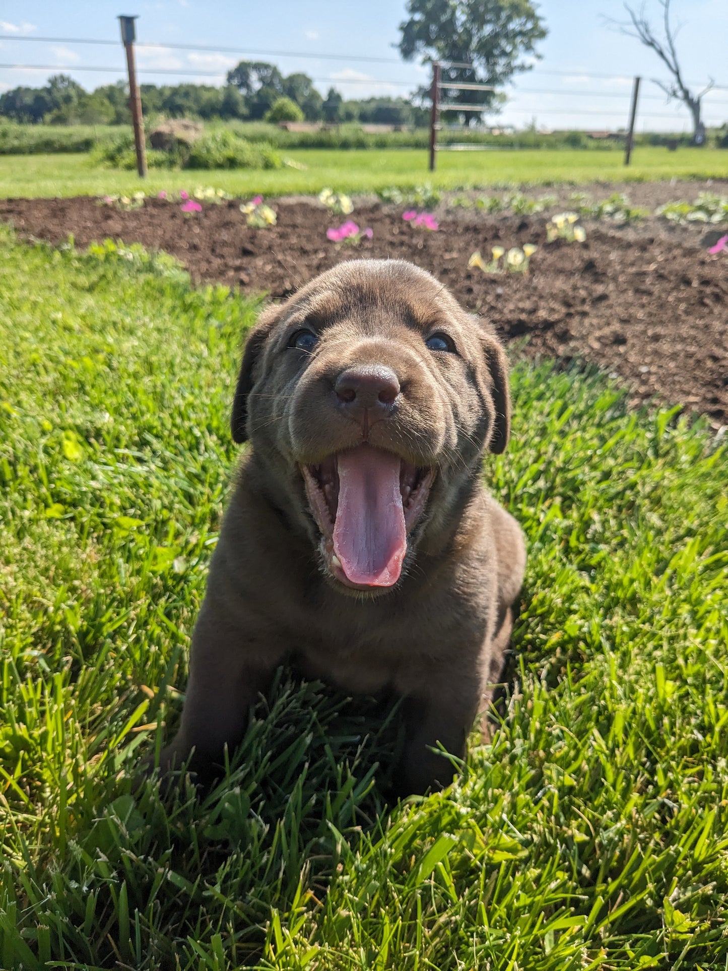 CHOCOLATE LAB (04/21) FEMALE