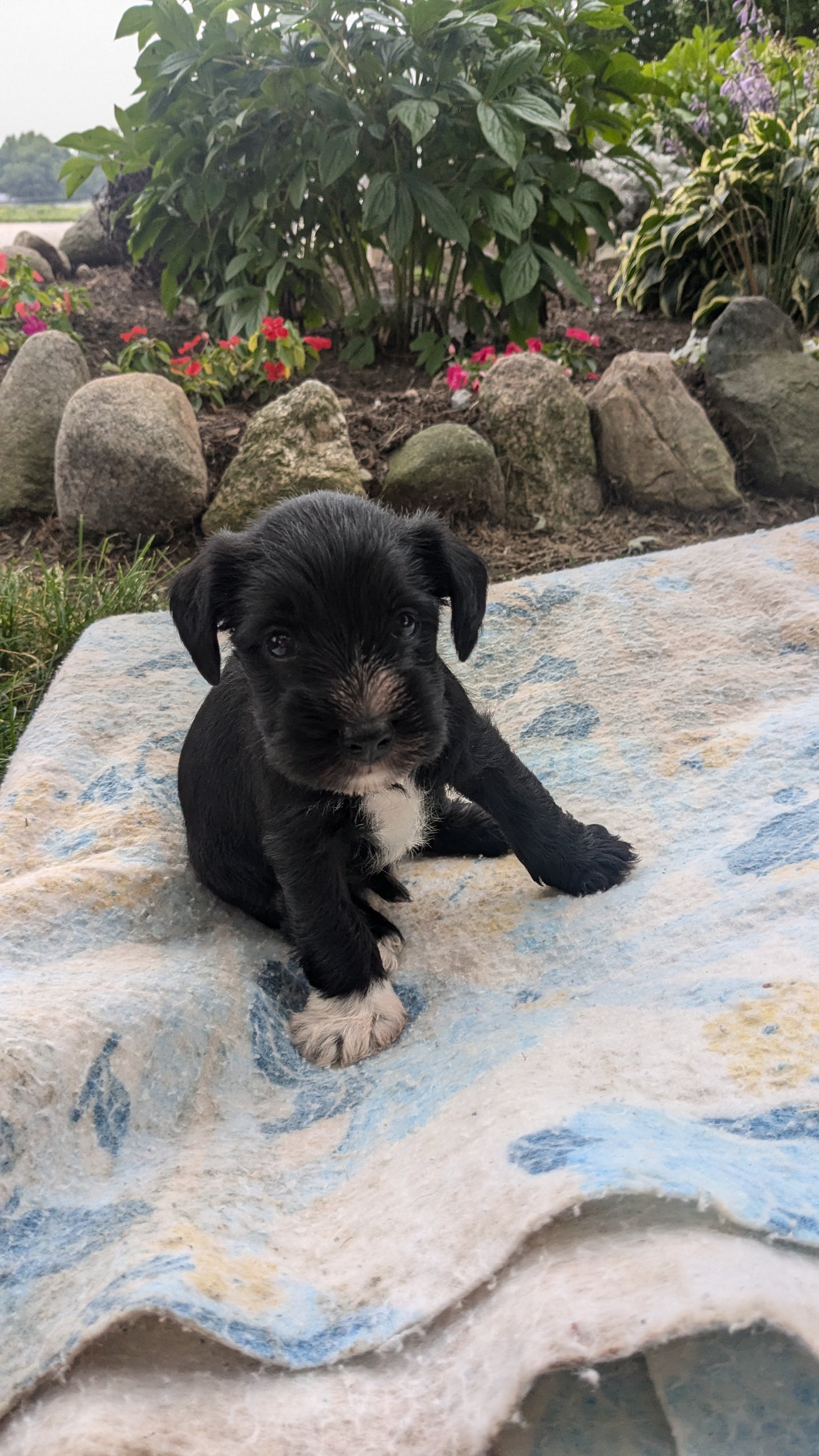 MINI SCHNAUZER (07/15) MALE