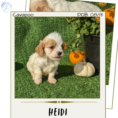 CAVAPOO (08/13) FEMALE