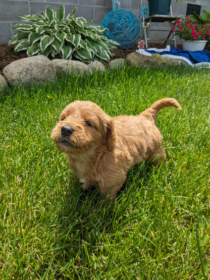 GOLDENDOODLE (05/03) MALE