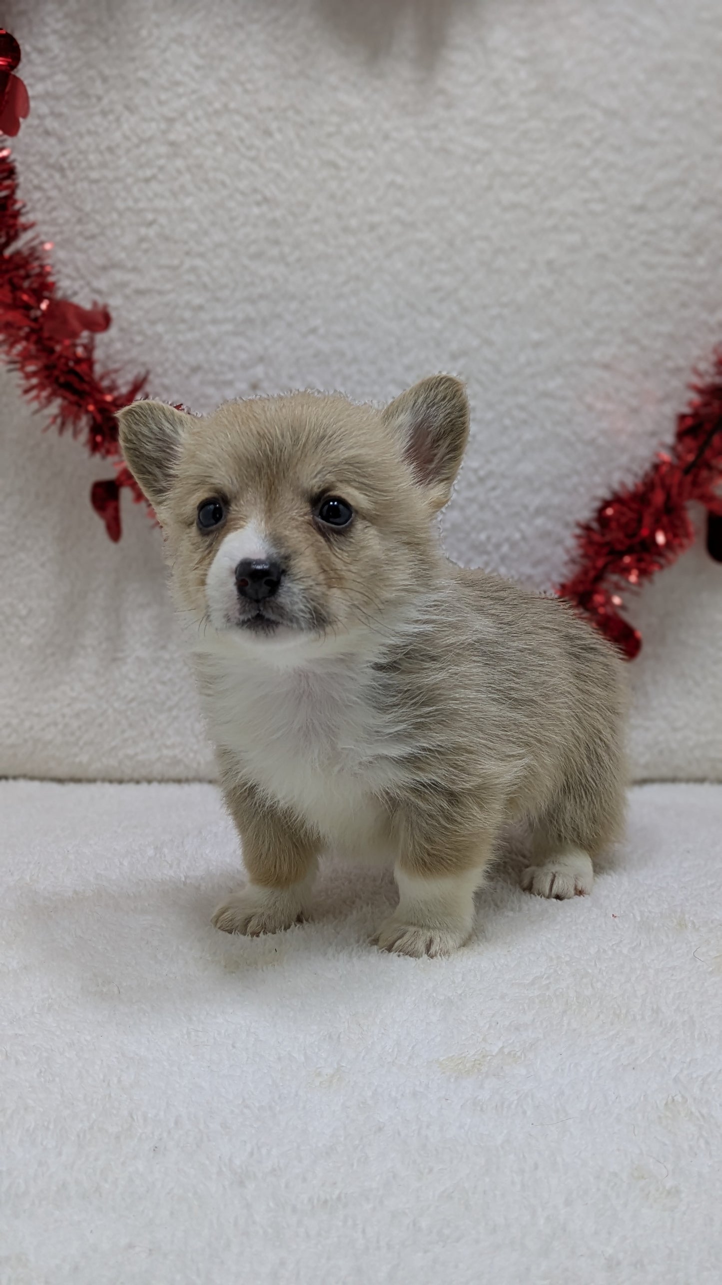 CORGI (12/19) FEMALE