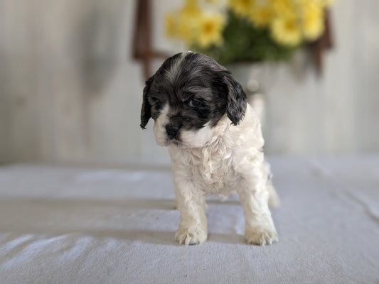 COCKER SPANIEL (12/29/23) MALE