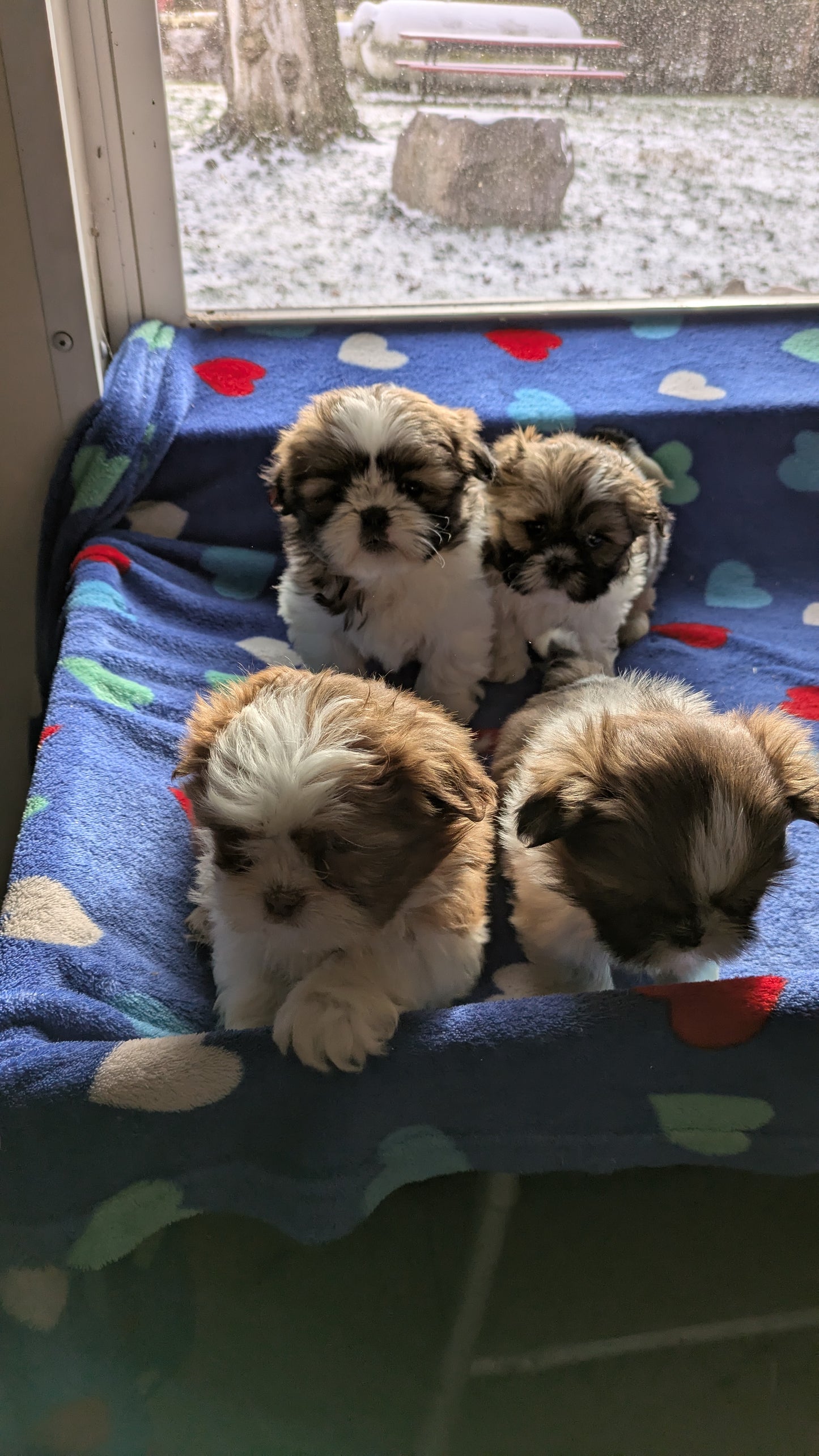 SHIH TZU (10/23) FEMALE