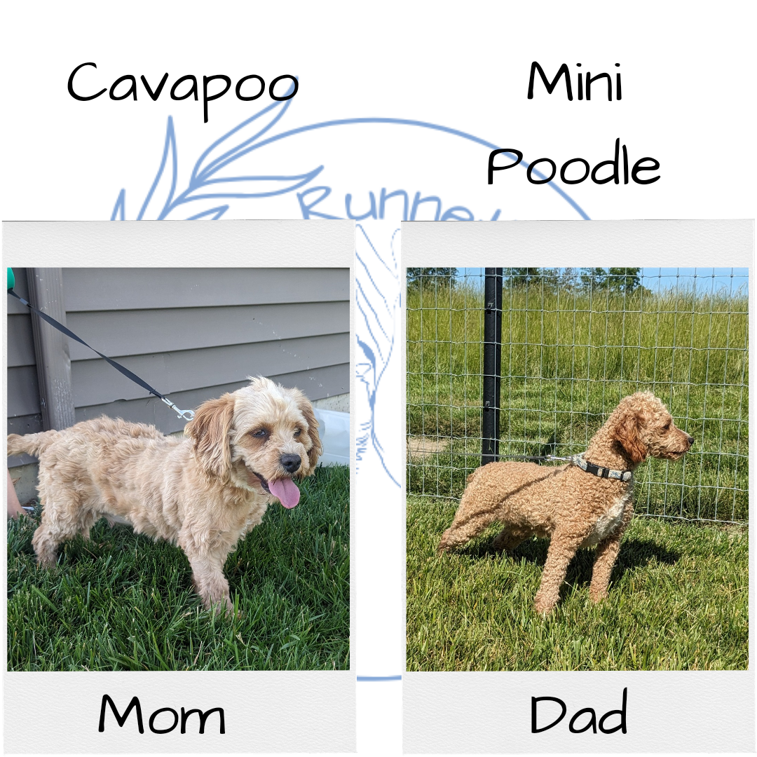 CAVAPOO (06/29) FEMALE