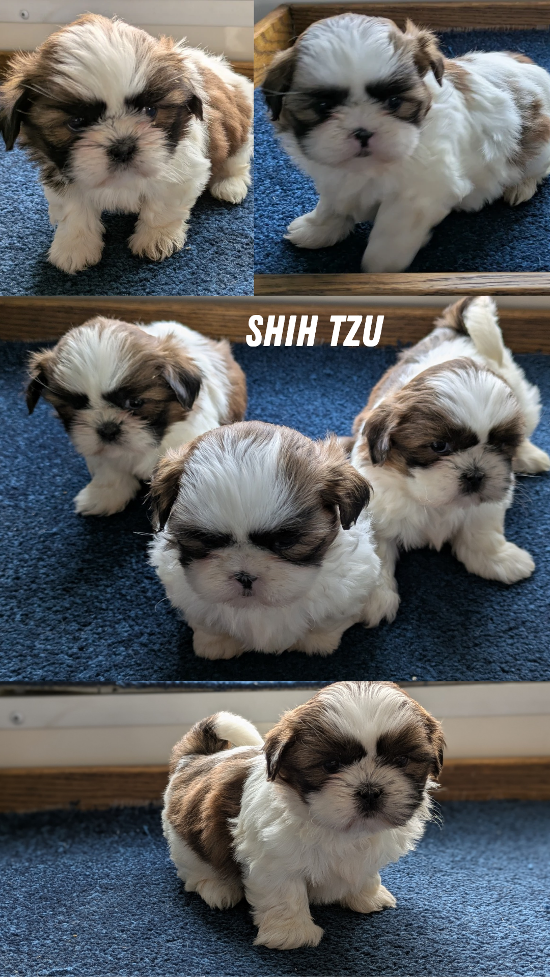 SHIH TZU (01/01) FEMALE