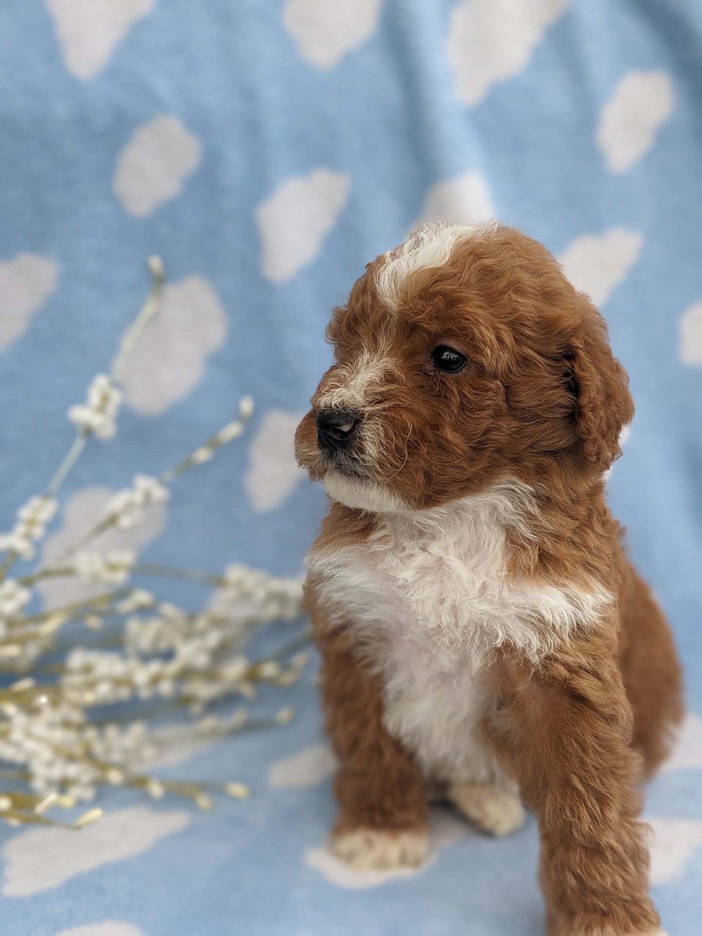 MINI GOLDENDOODLE (03/20) MALE