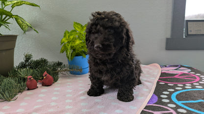 MINI LABRADOODLE (11/26) MALE