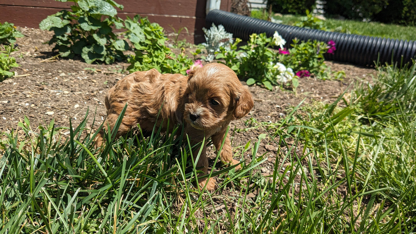 CAVAPOO (05/12) FEMALE