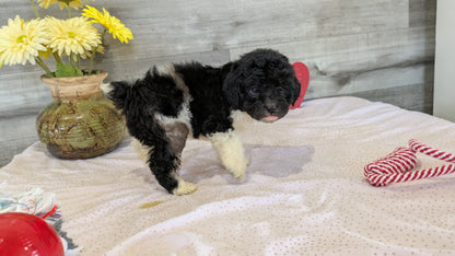 COCKAPOO (12/12) MALE