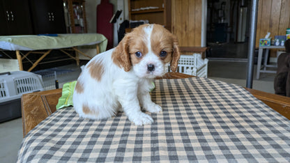 CAVALIER (12/26) MALE