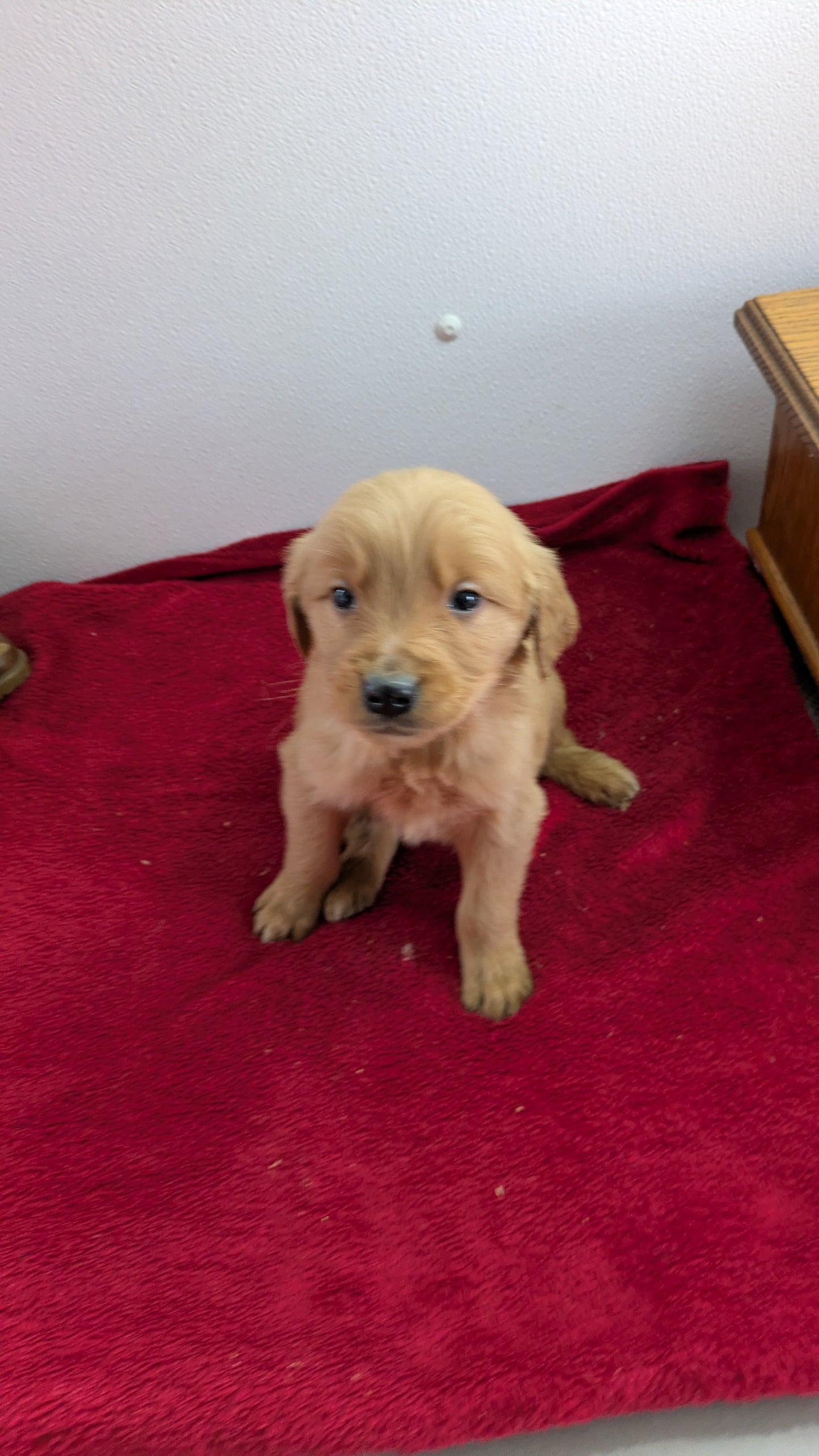 GOLDEN RETRIEVER (11/17) MALE