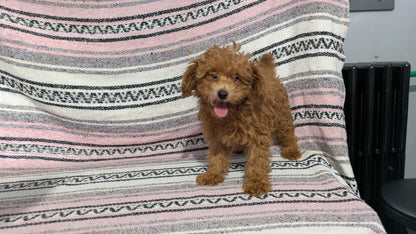 TOY POODLE (11/02) FEMALE