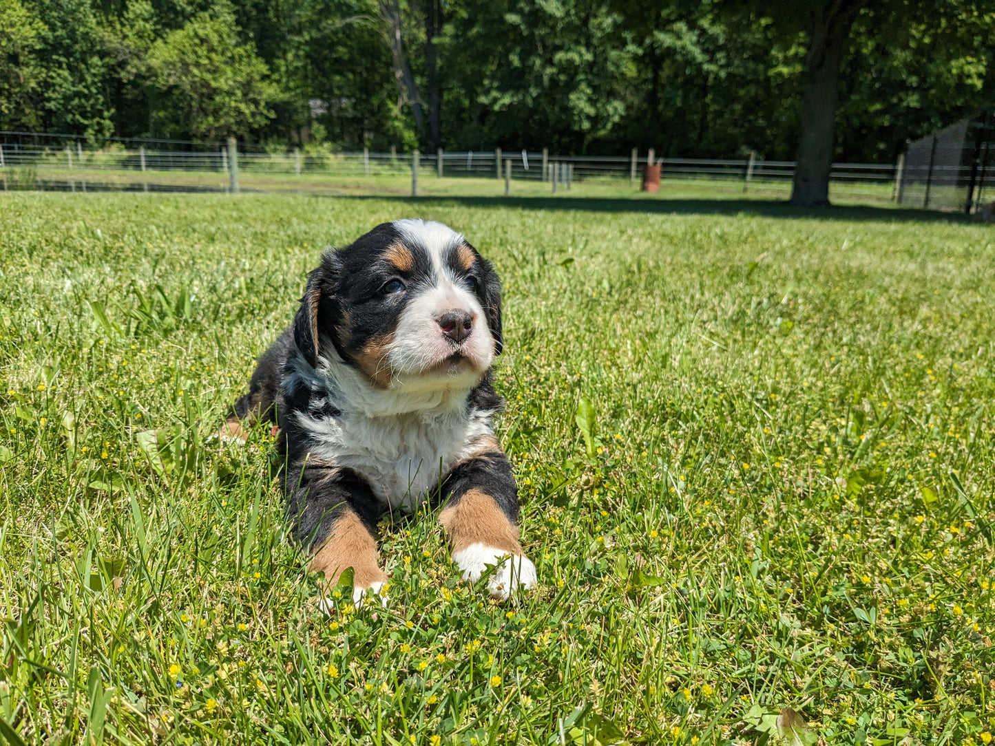 BERNESE MOUNTAIN DOG (04/24) FEMALE