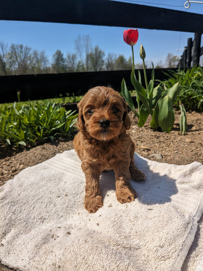 CAVAPOO (03/17) FEMALE