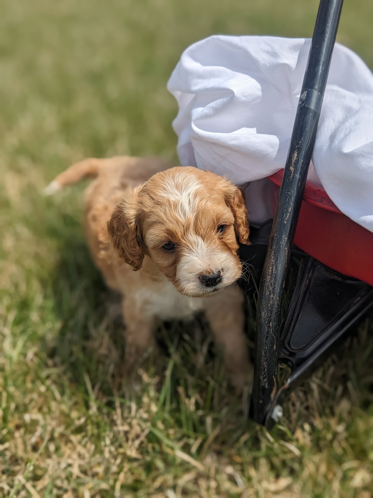 CAVAPOO (03/07) MALE