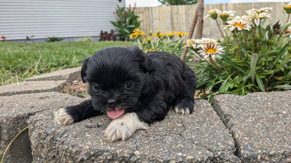 SHIH TZU (06/22) FEMALE