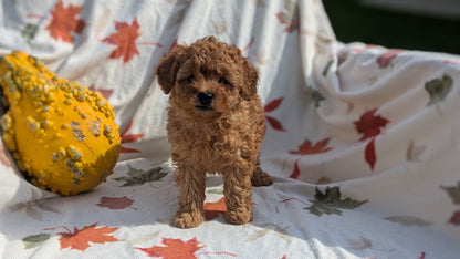 TOY POODLE (08/24) MALE