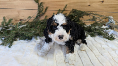 MINI BERNEDOODLE (11/28) FEMALE