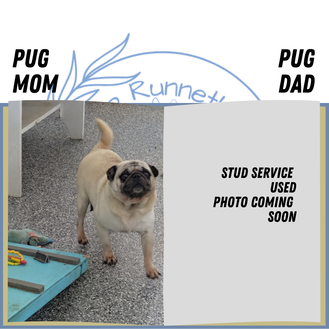 PUG (01/10) MALE