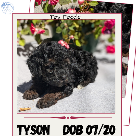 TOY POODLE (07/20) MALE