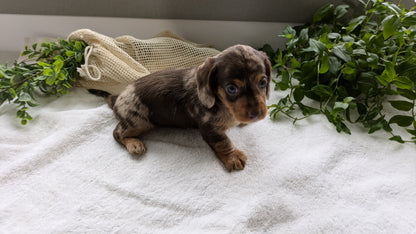 MINI DACHSHUND (01/27) FEMALE