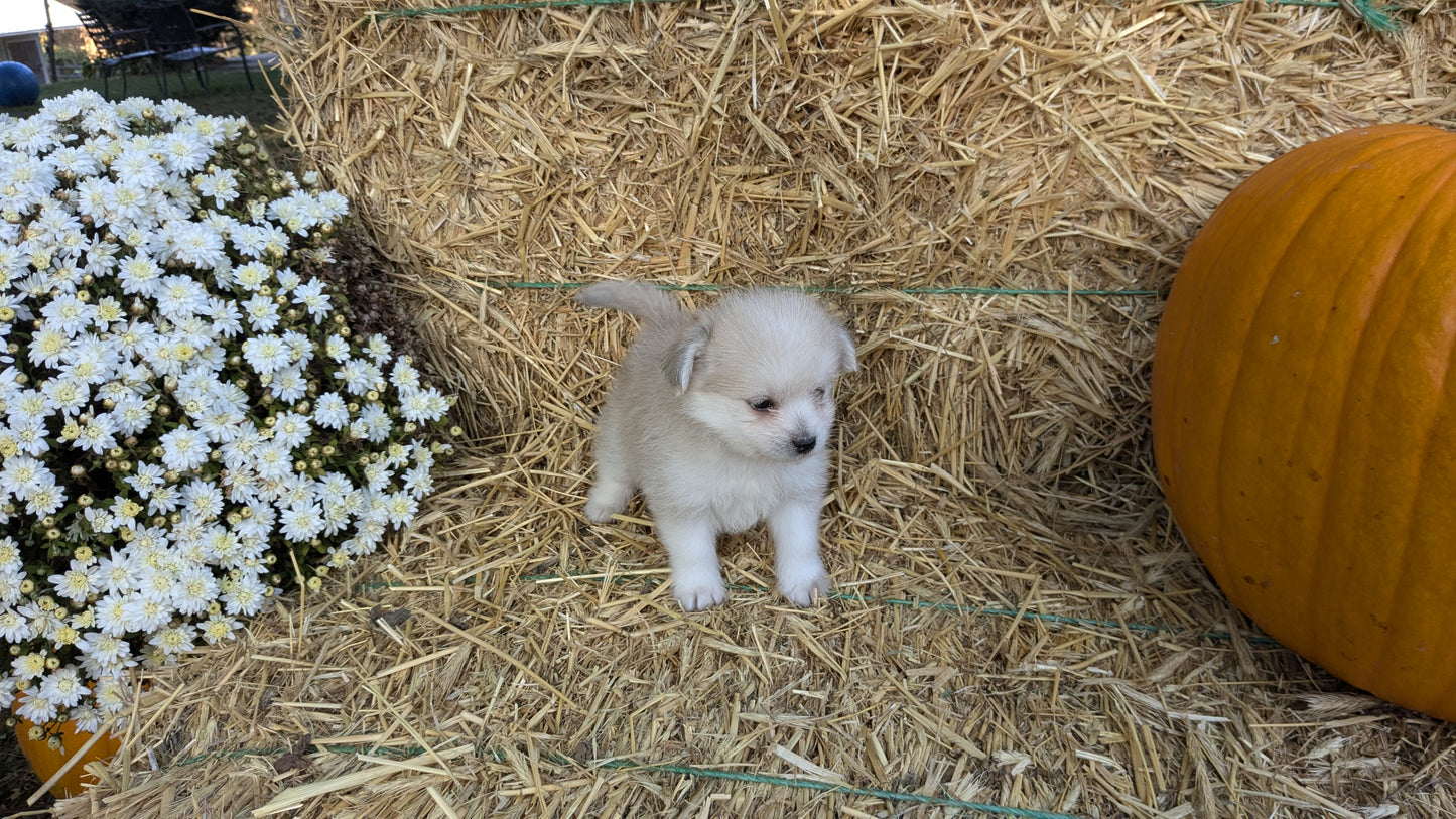 POMSKY-POO (08/13) FEMALE