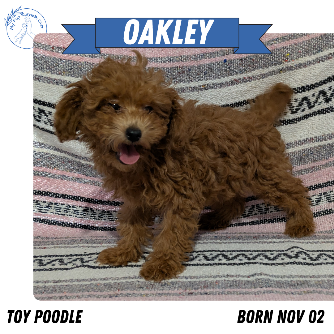 TOY POODLE (11/02) FEMALE