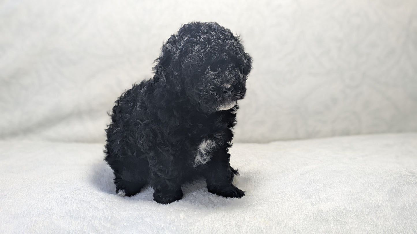 MINI POODLE (01/10) FEMALE