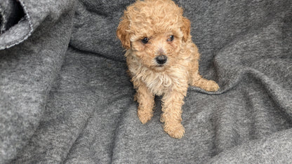 MALTIPOO (09/23) FEMALE