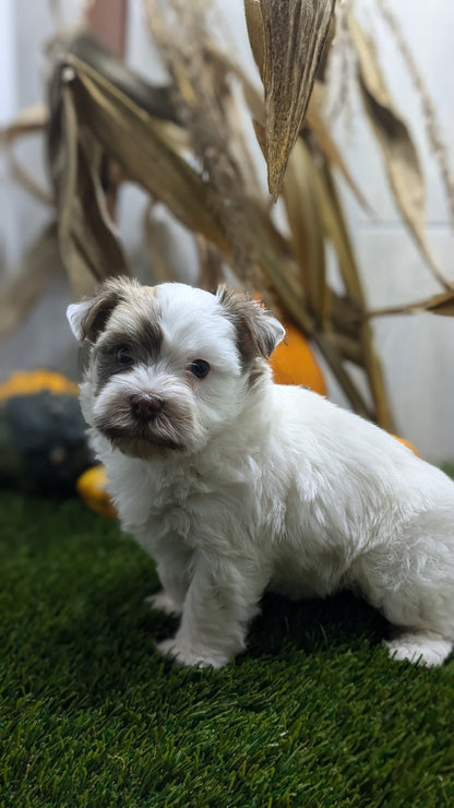 HAVANESE (08/23) MALE