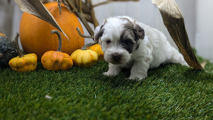 HAVANESE (08/23) MALE