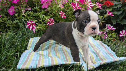 BOSTON TERRIER (08/24) FEMALE