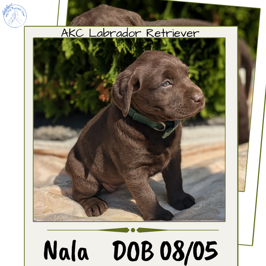 LABRADOR RETRIEVER (08/05) FEMALE