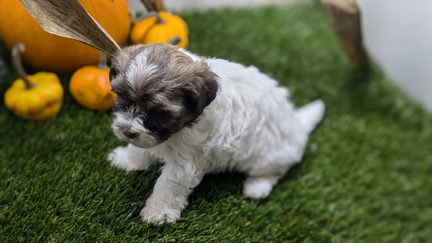 HAVANESE (08/23) FEMALE