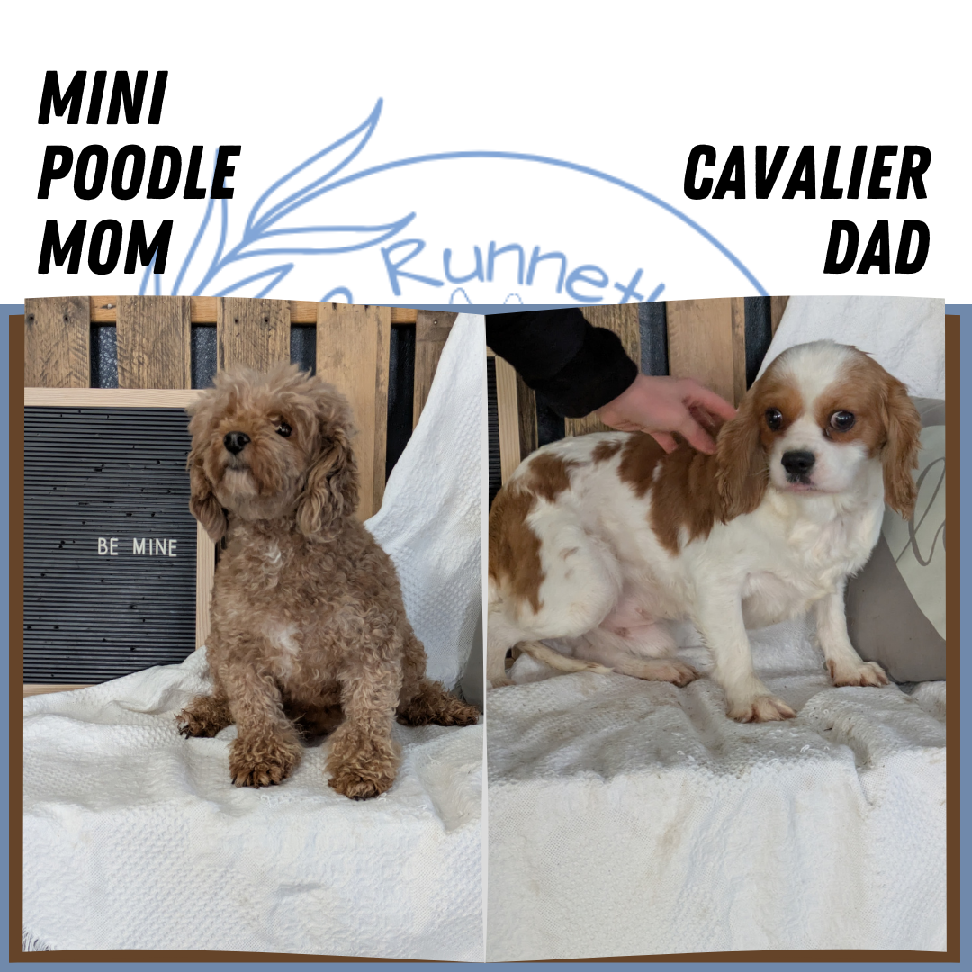 CAVAPOO (12/20) MALE