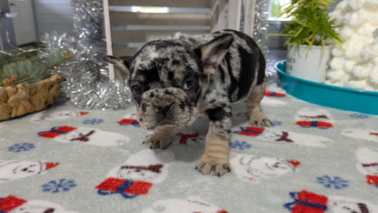 FRENCH BULLDOG (11/01) FEMALE