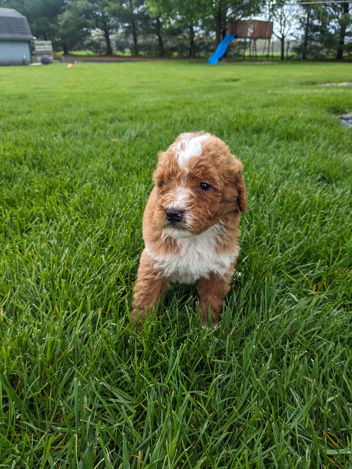 MINI GOLDENDOODLE (03/20) MALE