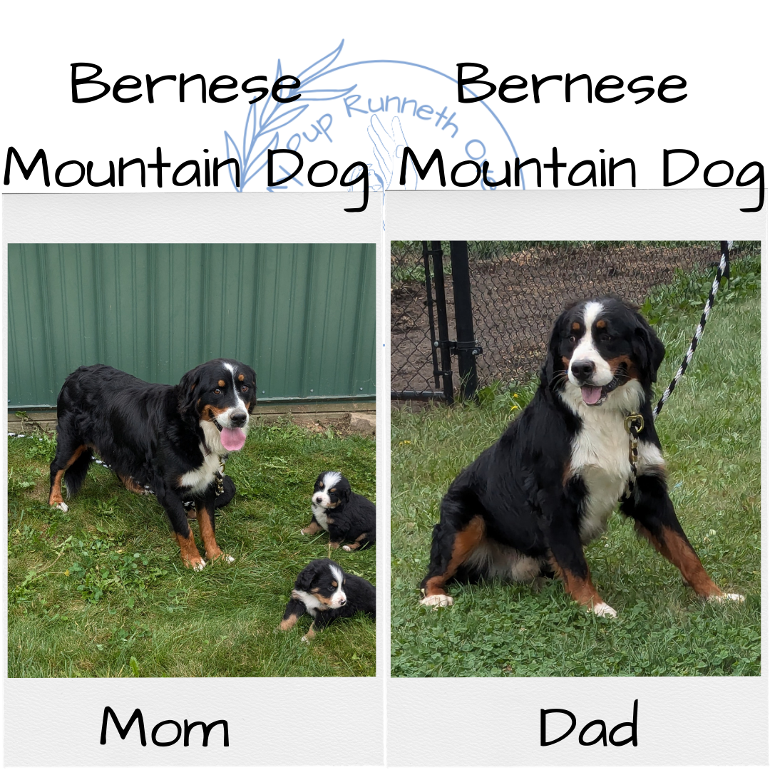 BERNESE MOUNTAIN DOG (08/18) MALE