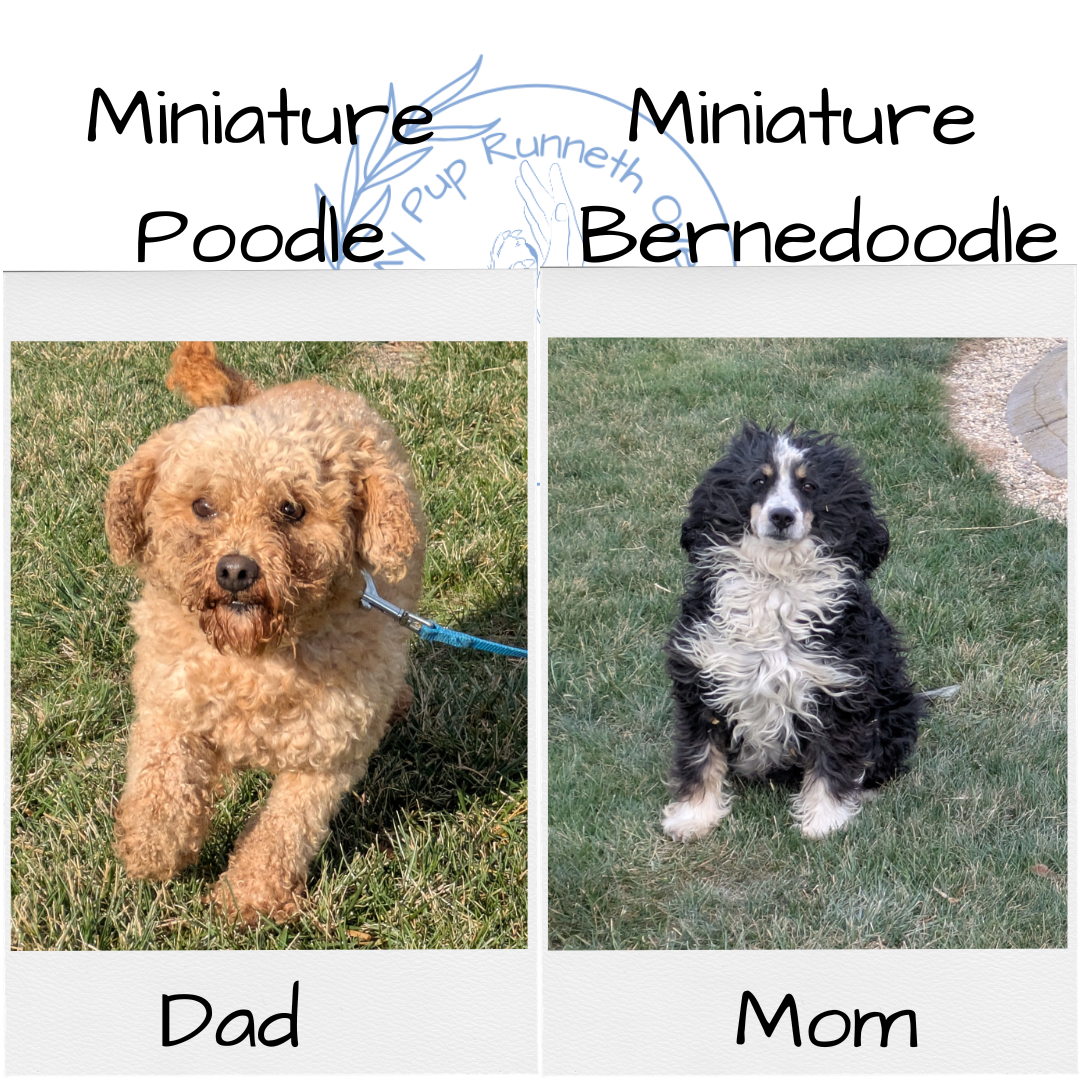 MINI BERNEDOODLE (11/07) MALE