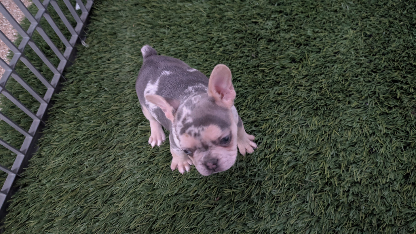 FRENCH BULLDOG (11/19) FEMALE