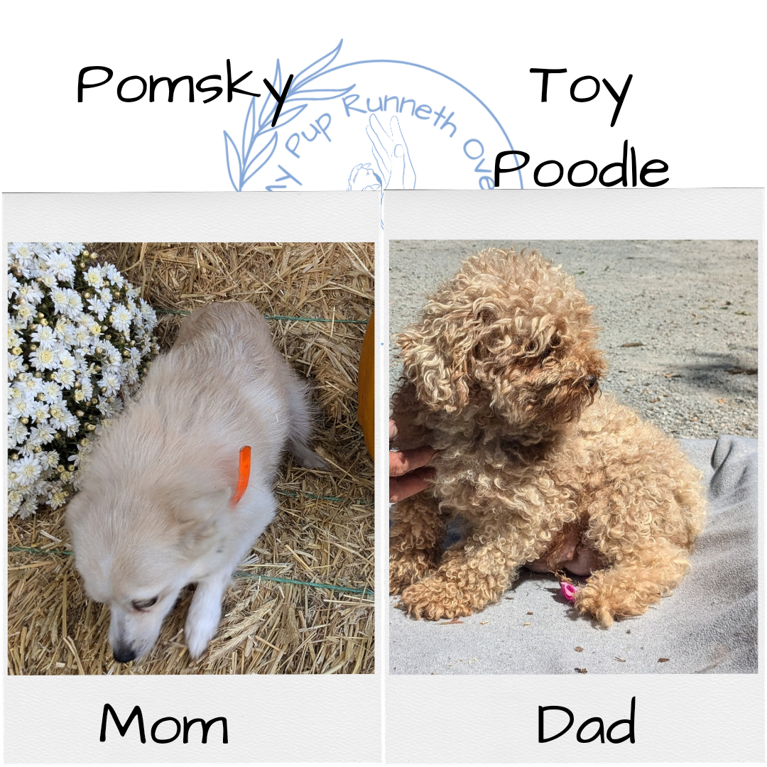 POMSKY-POO (08/13) FEMALE