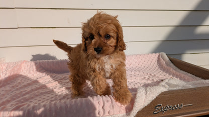 CAVAPOO (01/17) FEMALE