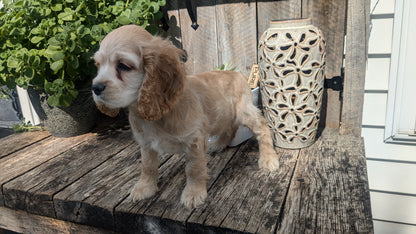 COCKER SPANIEL (06/15) MALE