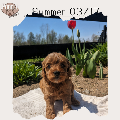 CAVAPOO (03/17) FEMALE