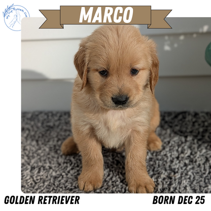 GOLDEN RETRIEVER (12/25) MALE