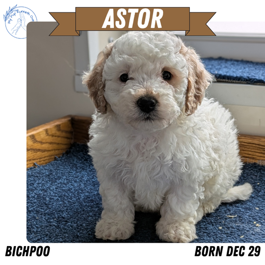 BICHPOO (12/29) MALE